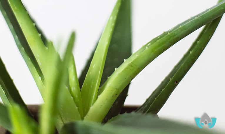 How to treat bee stings | Mindful Healing | Mississauge Naturopathic Doctor