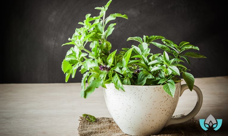 What Are Adaptogens? | Mindful Healing Clinic Dr. Maria Cavallazzi Naturopathic Doctor In Mississauga Streetsville Clinic