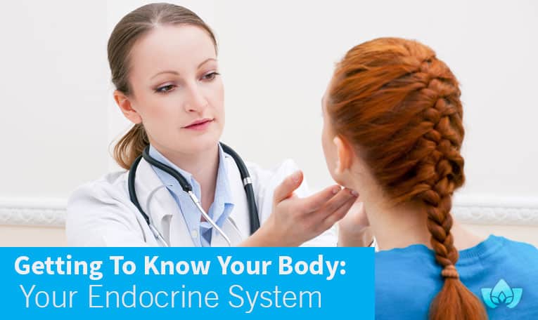 Getting To know Your Body: Your Endocrine System | Mindful Healing | Mississauge Naturopathic Doctor