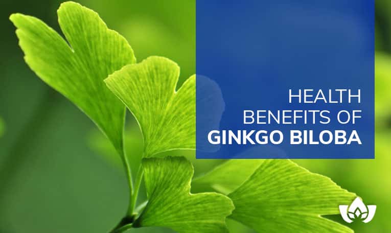 Health Benefits Of Ginkgo Biloba | Mindful Healing | Mississauga Naturopathic Doctor