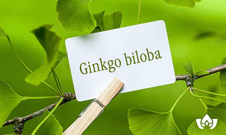 ginkgo bilob leaf benefits for health | Mindful Healing | Mississauga Naturopathic Doctor