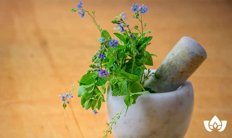 herbs to improve estrogen levels | Mindful Healing | Naturopathic Doctor Mississauga