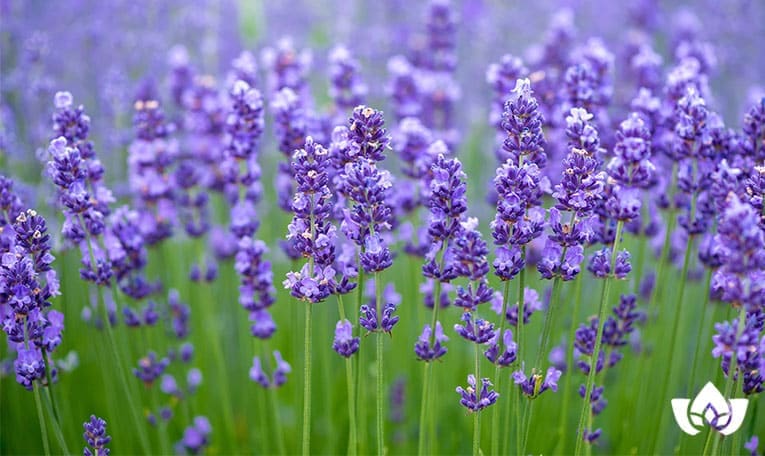 lavender is a naturopathic solutions for anxiety | Mindful Healing | Naturopathic Doctor Mississauga